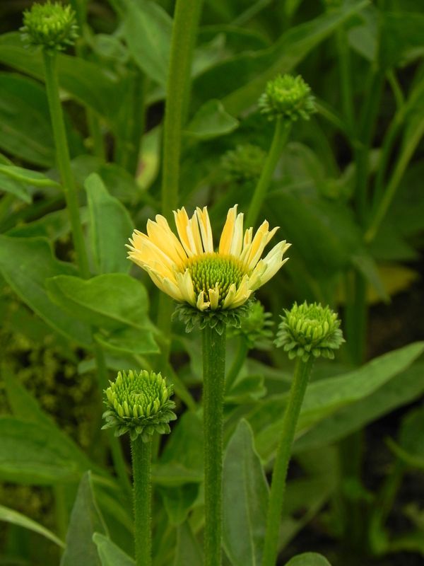 Echinacea x ‘Sensation Mango’