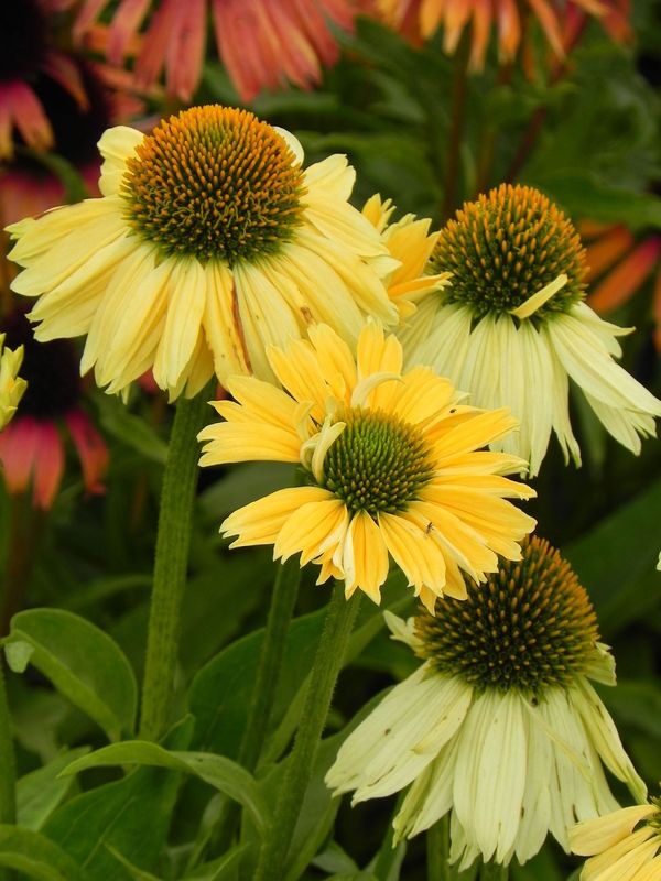 Echinacea x ‘Sensation Mango’