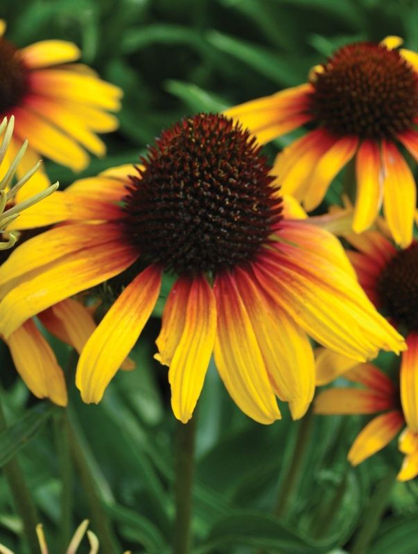 Echinacea x ‘Parrot’