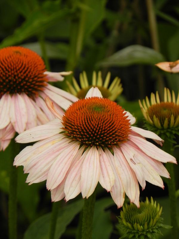 Echinacea x ‘Garden Salmon’