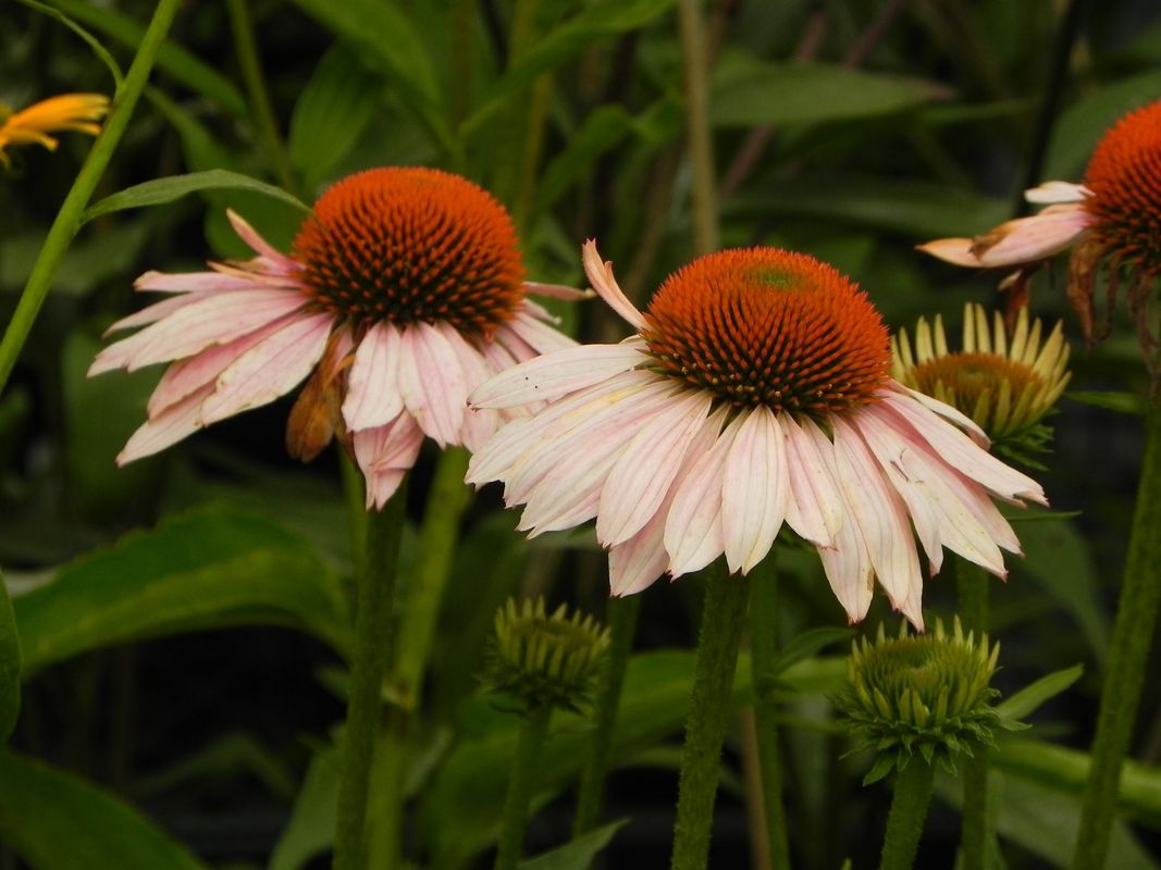 Echinacea x ‘Garden Salmon’