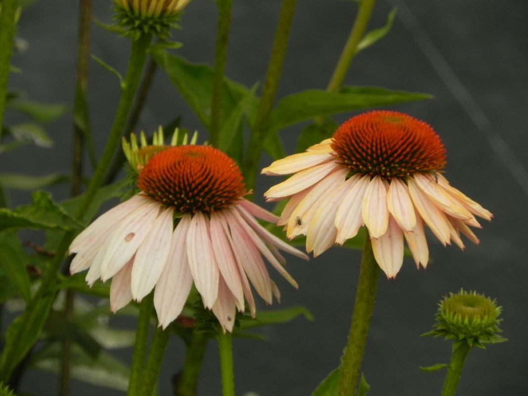 Echinacea x ‘Garden Salmon’