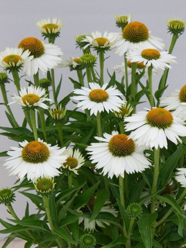 Echinacea x ‘Meditation White’