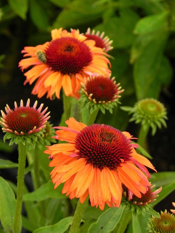 Echinacea x ‘Prima Tiger’