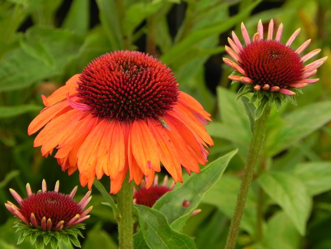 Echinacea x ‘Prima Tiger’