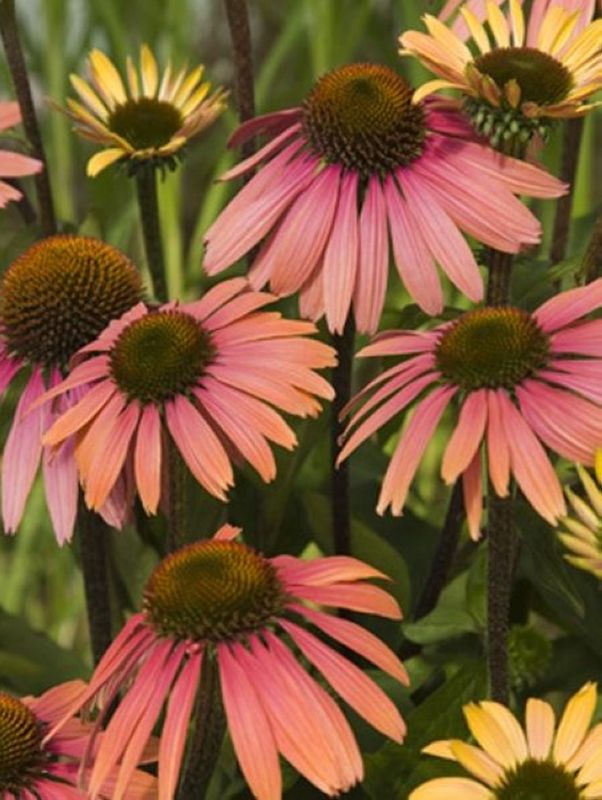 Echinacea x ‘Summer Coctail’