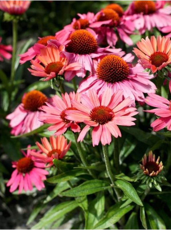 Echinacea x ‘Meditation Cherry’