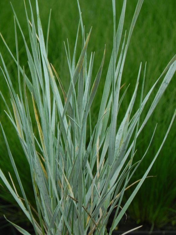 Elymus magellanicus