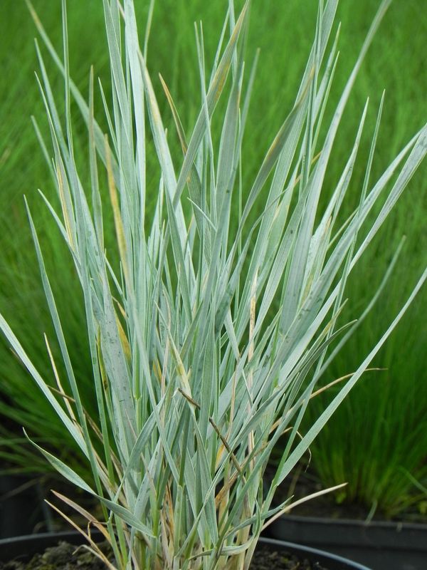 Elymus magellanicus