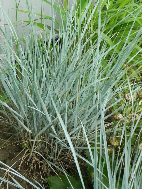 Elymus magellanicus