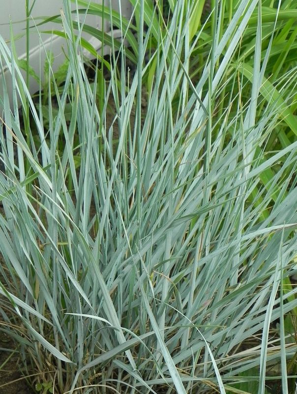 Elymus magellanicus
