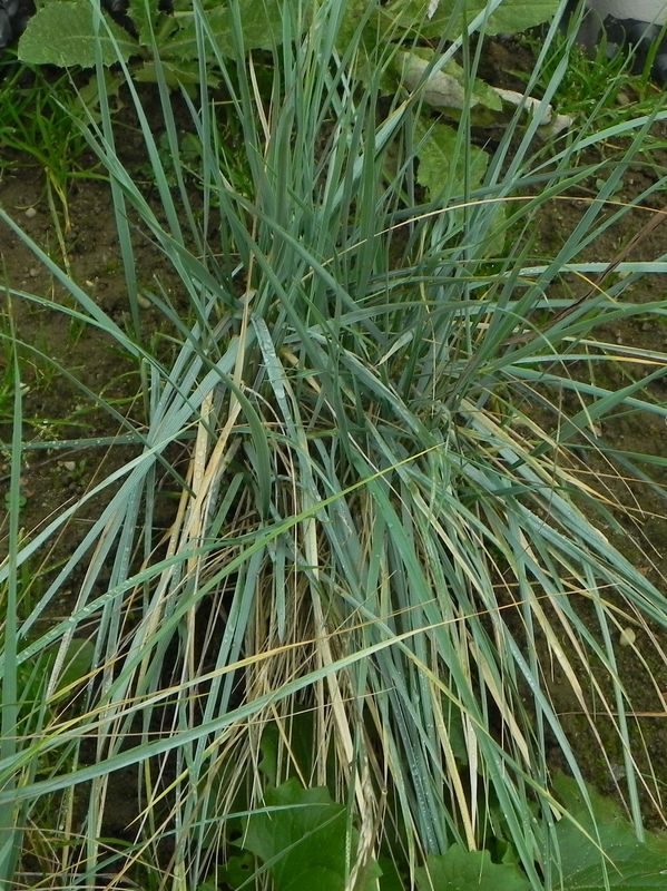 Elymus magellanicus