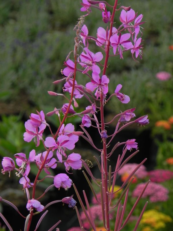 Epilobium angustifolium