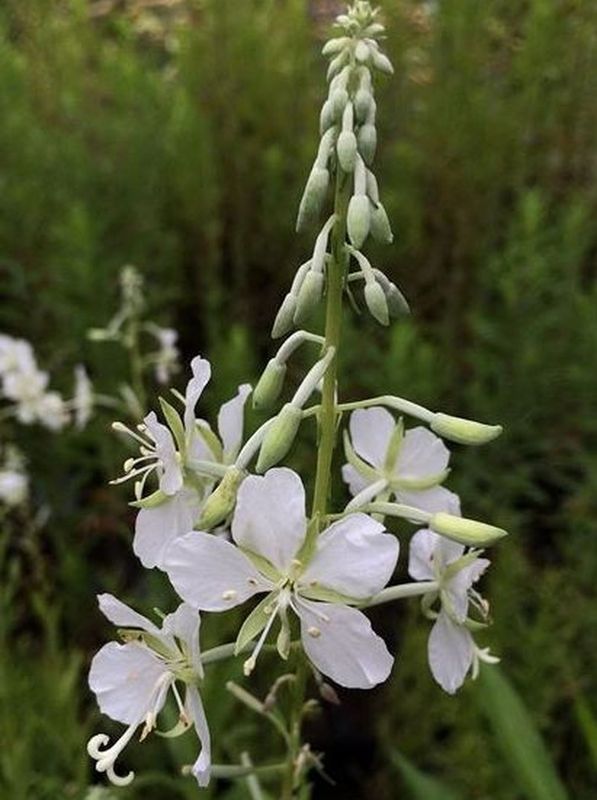 Epilobium angustifolium ‘Album’