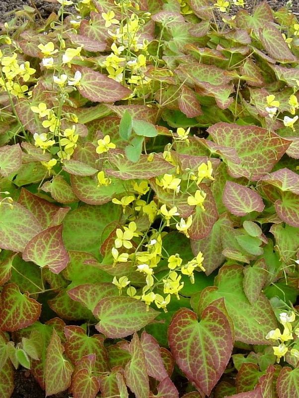 Epimedium x perralchicum ‘Frohnleiten’