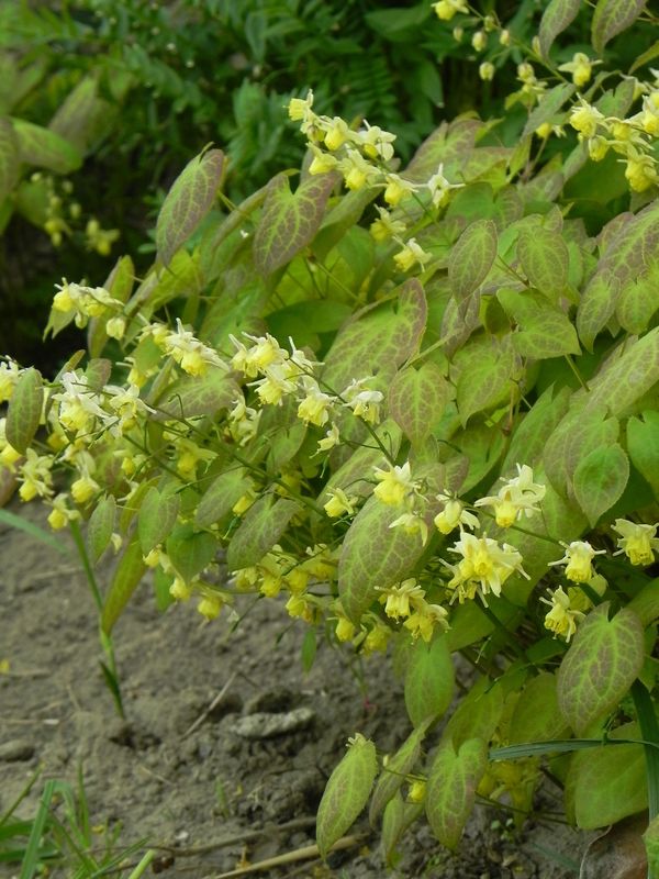 Epimedium versicolor ‘Sulphureum’
