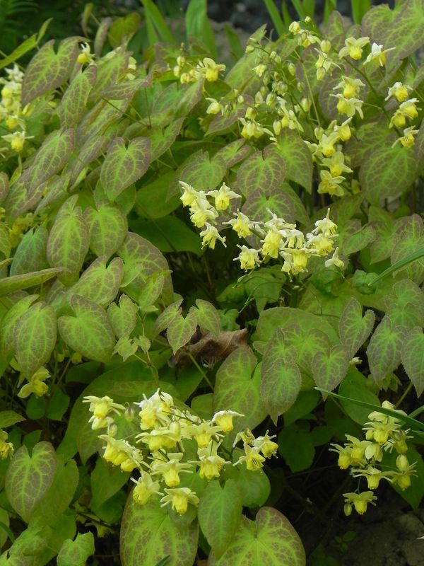 Epimedium versicolor ‘Sulphureum’