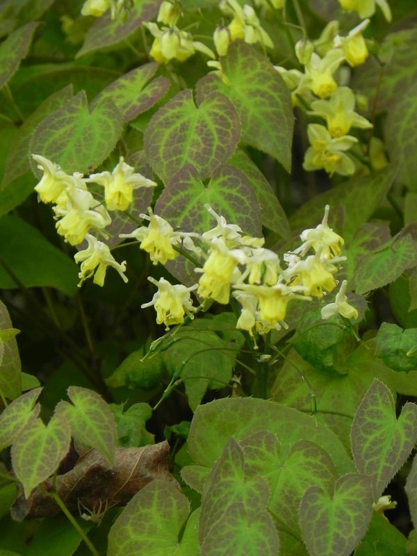 Epimedium versicolor ‘Sulphureum’