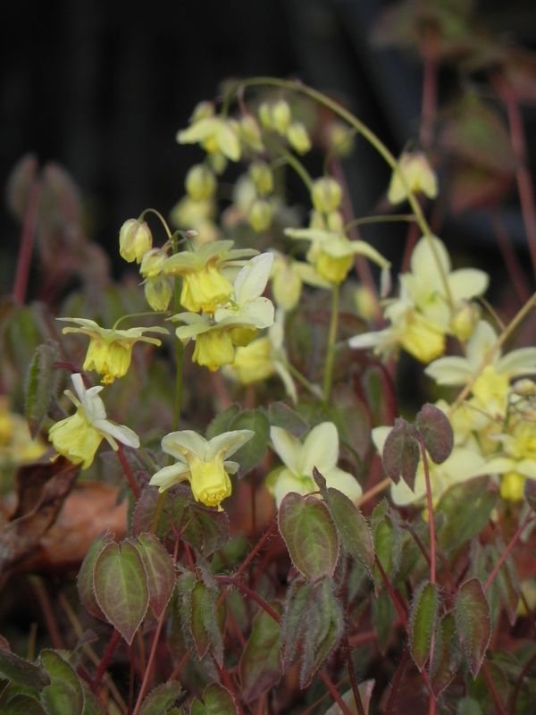 Epimedium versicolor ‘Sulphureum’