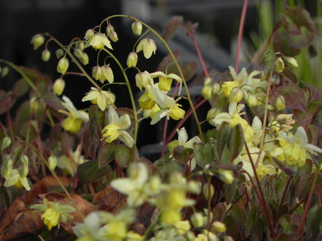 Epimedium versicolor ‘Sulphureum’