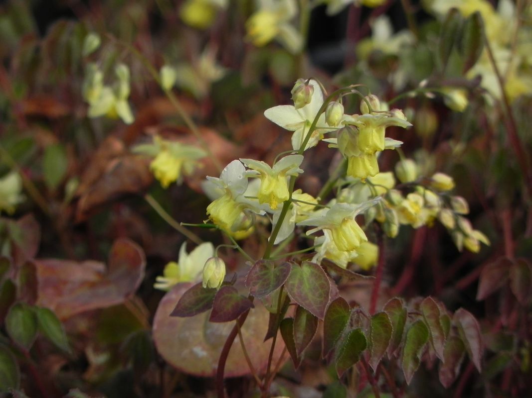 Epimedium versicolor ‘Sulphureum’