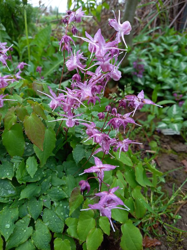 Epimedium grandiflorum ‘Lilafee’