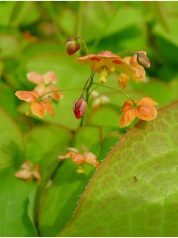 Epimedium warleyense ‘Orange Queen’