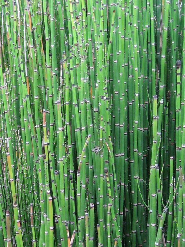 Equisetum hyemale ‘Robustum’