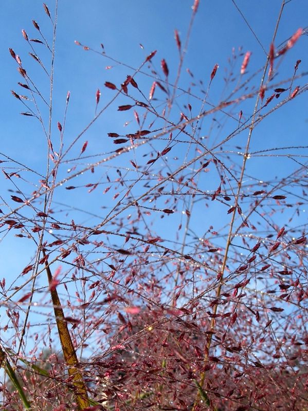 Eragrostis spectabilis