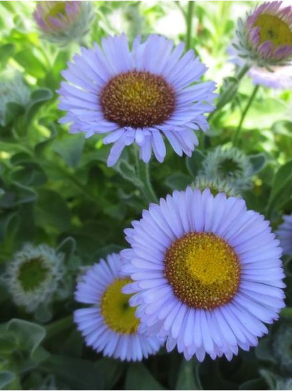 Erigeron glaucus ‘Beachboy Blue’