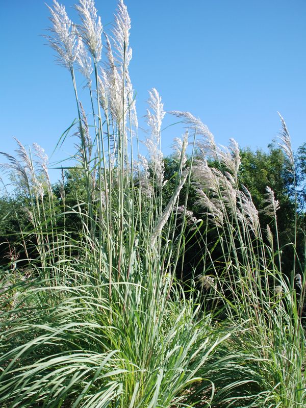 Erianthus ravennae
