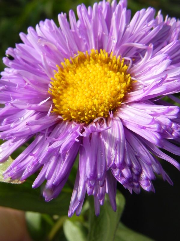 Erigeron speciosus