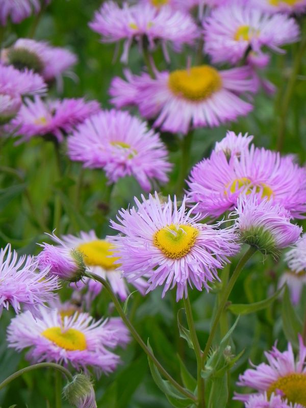 Erigeron speciosus ‘Rosa Juwel’