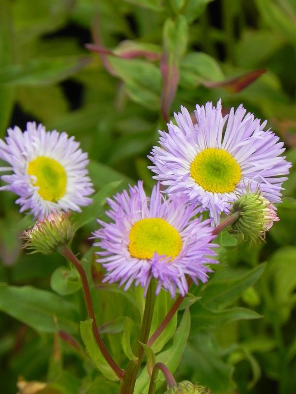 Erigeron speciosus ‘Azure Beauty’