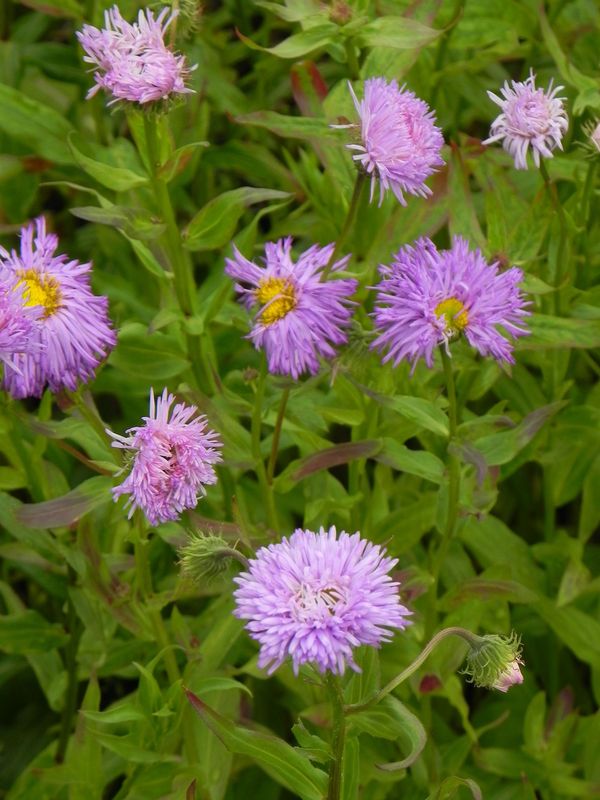 Erigeron speciosus ‘Azure Beauty’