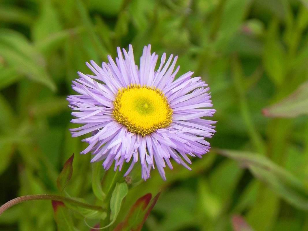 Erigeron speciosus ‘Azure Beauty’