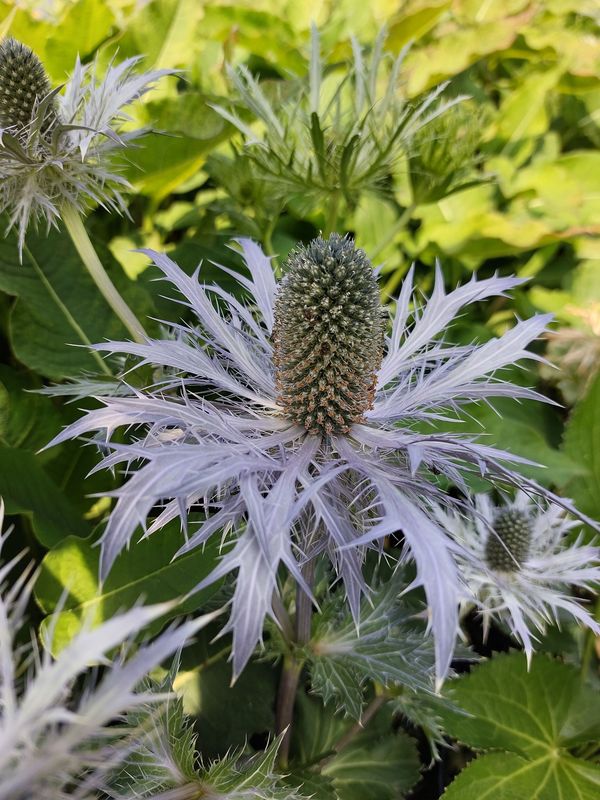 Eryngium alpinum