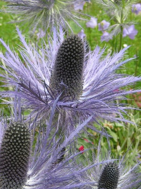 Eryngium alpinum ‘Superbum’