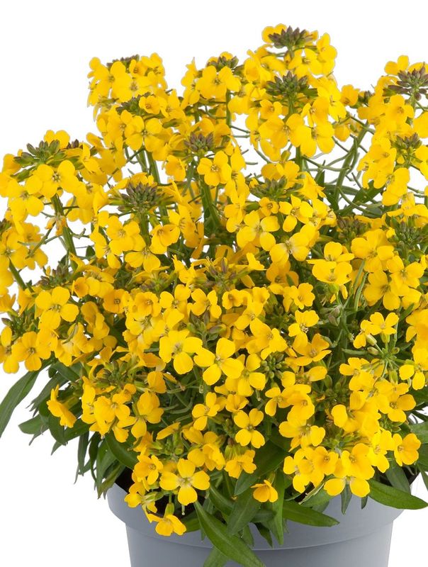 Erysimum hybridum ‘Spring Feeling’