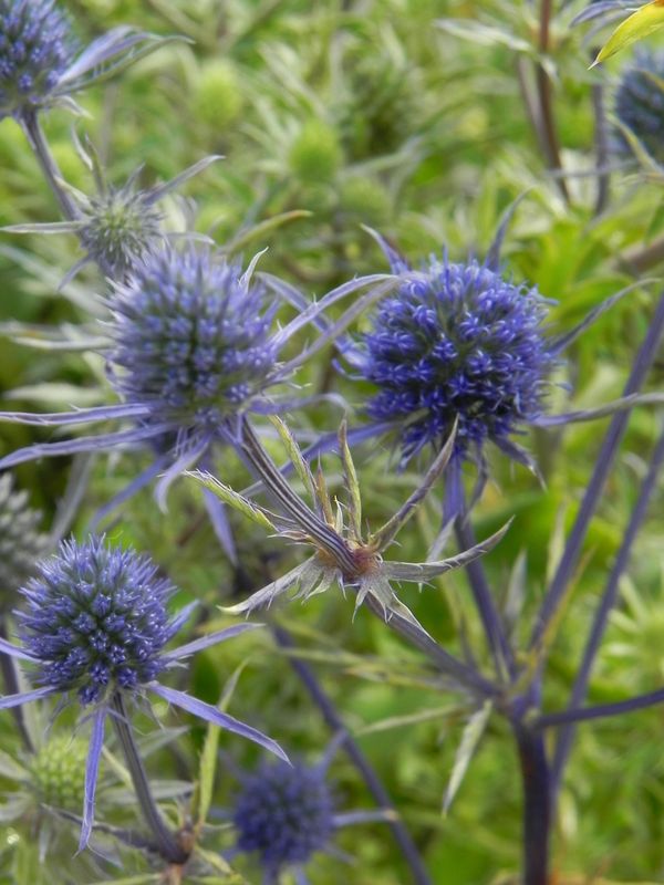 Eryngium planum