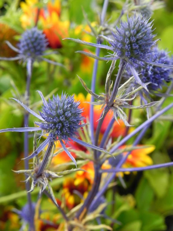 Eryngium planum ‘Blue Glitter’