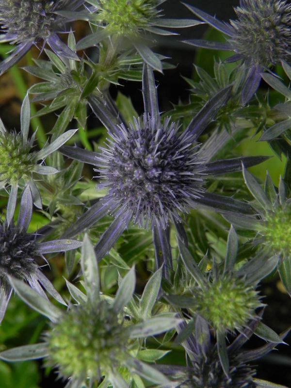 Eryngium planum ‘Blue Hobbit’