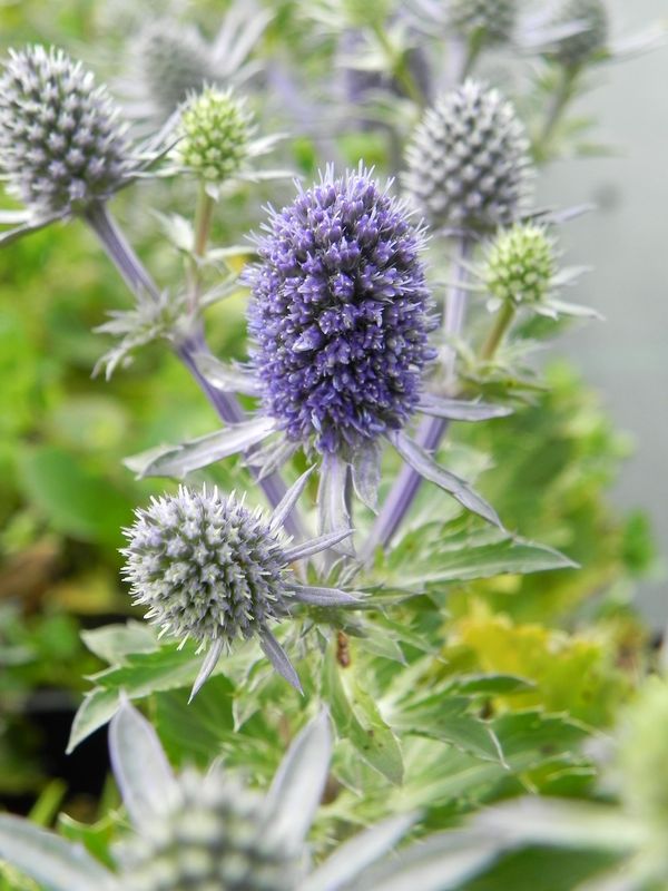 Eryngium planum ‘Blue Hobbit’