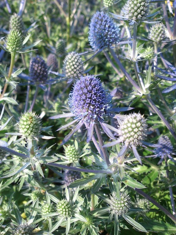 Eryngium planum ‘Blue Hobbit’