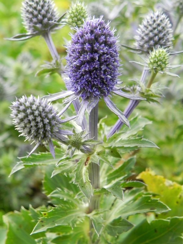 Eryngium planum ‘Blue Hobbit’