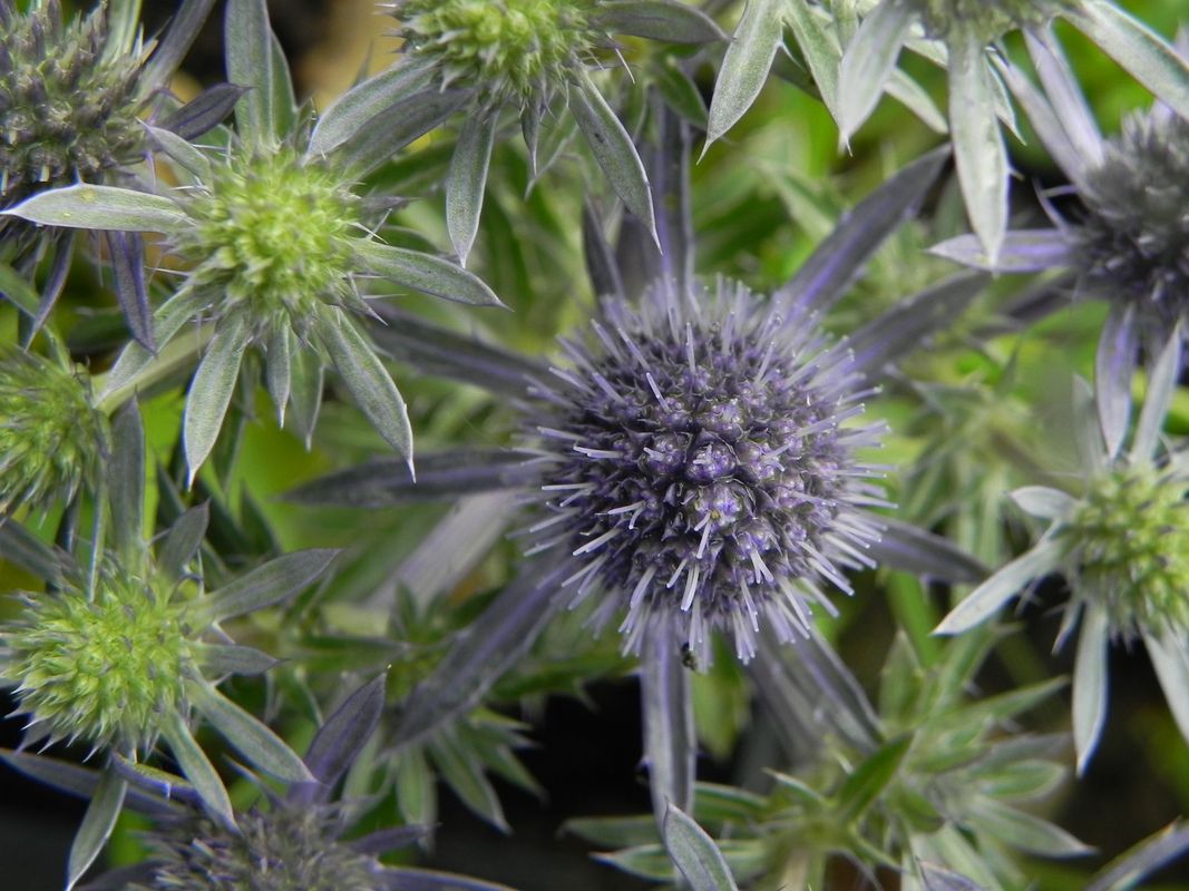 Eryngium planum ‘Blue Hobbit’