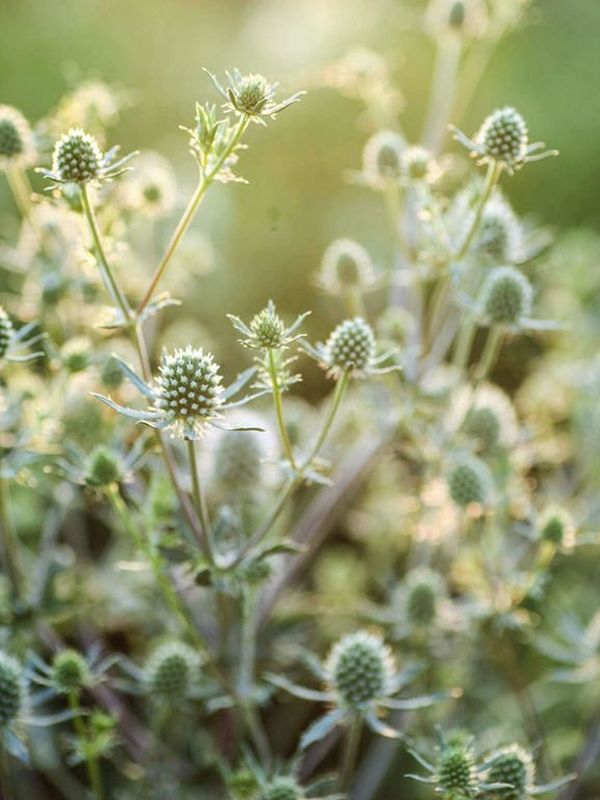 Eryngium planum ‘Silver Salentino’