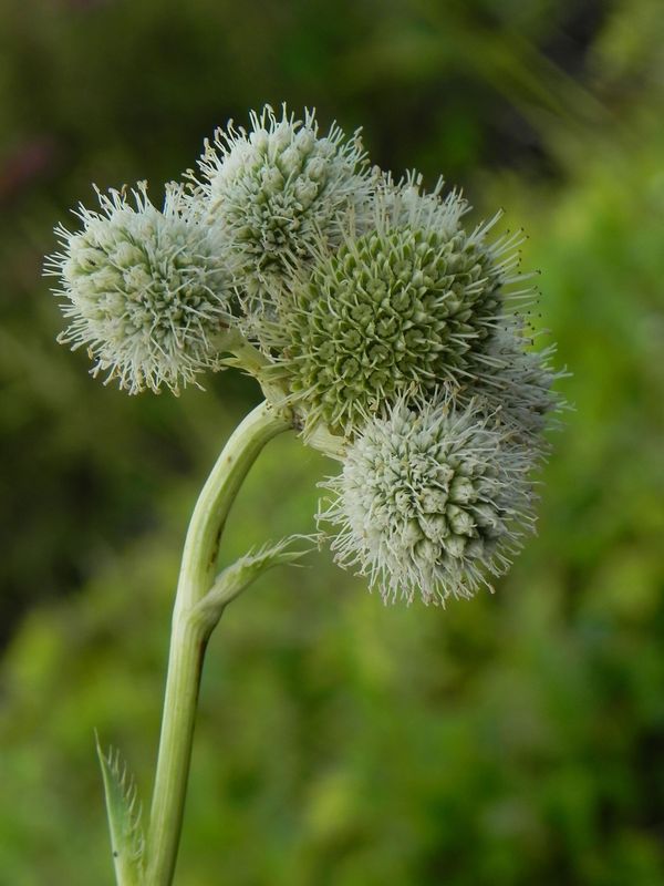 Eryngium yuccifolium