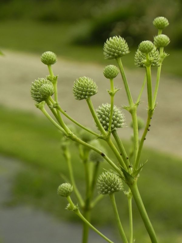 Eryngium yuccifolium