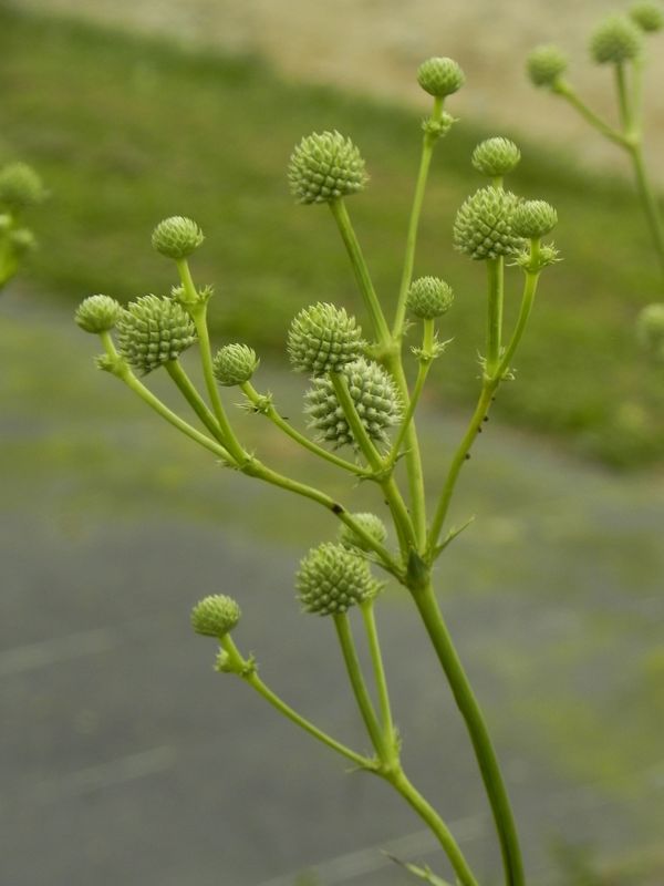 Eryngium yuccifolium
